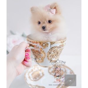 Meet your Posher, Fenia